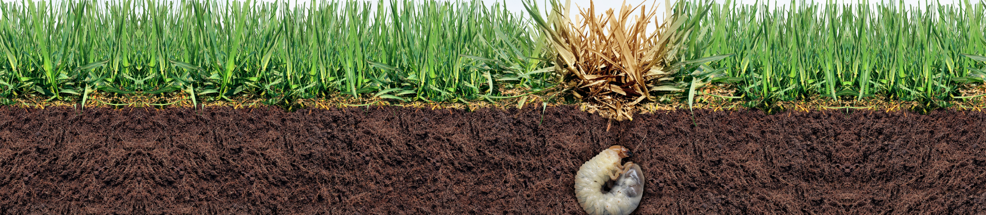 Lawn & Shrub Insect & Disease Control