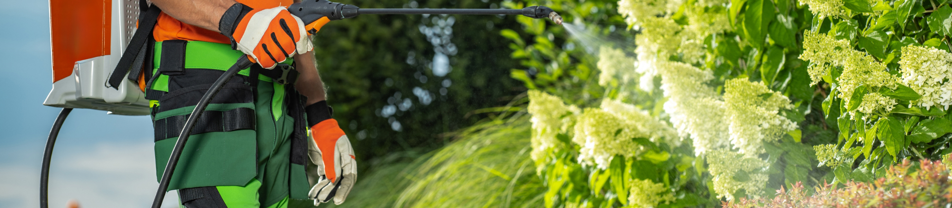 Ongoing Pest Management for Lawns & Shrubs